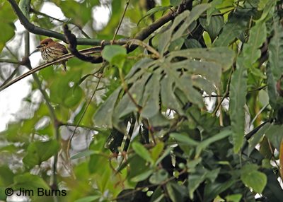 Lanceolated Monklet in the canopy