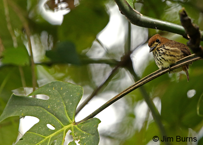 Lanceolated Monklet
