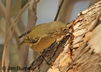 Ruby-crowned Kinglet