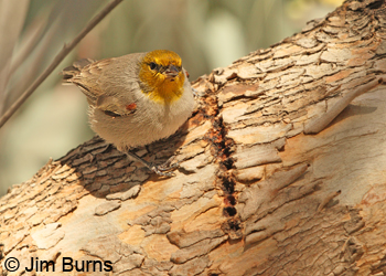 Verdin