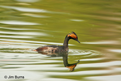 Eared Grebe