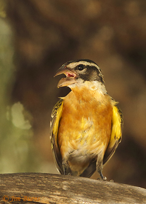 Black-headed Grosbeak
