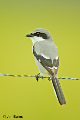 Loggerhead Shrike