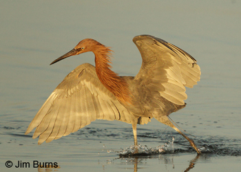 Reddish Egret dark morph canopy feeding