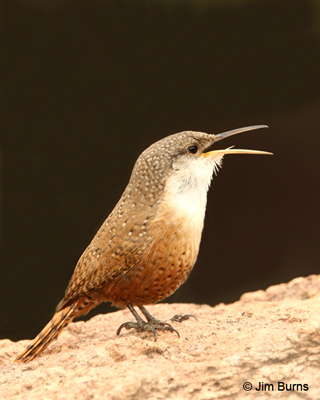 Canyon Wren calling