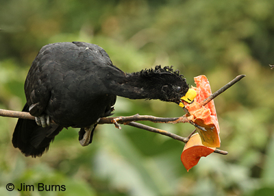 Great Curassow male eating Papaya