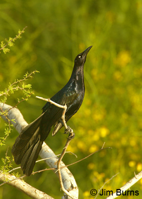 Great-tailed Grackle male