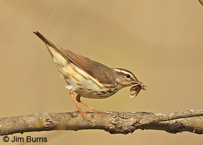 Louisiana Waterthrush with moth