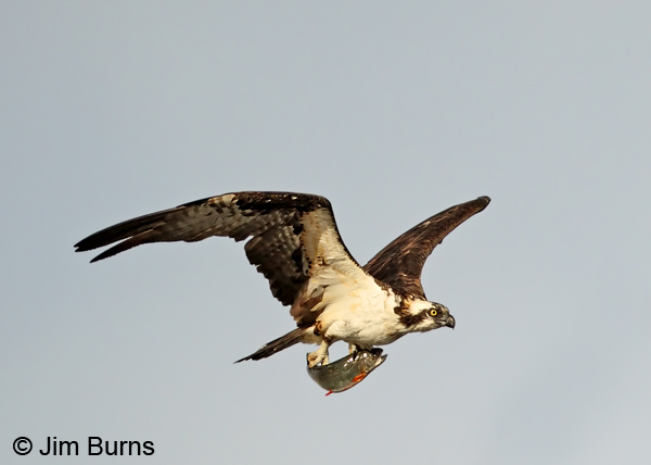 Osprey with fish