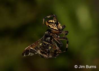 Marbled Orb Weaver wrapping up a live bee