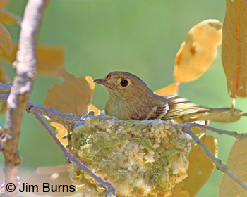 Hutton's Vireo on nest