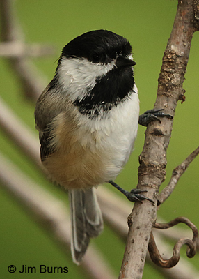 Black-capped Chickadee