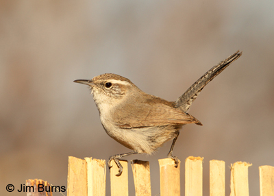 Bewick's Wren