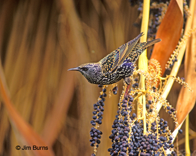 European Starling in date palm