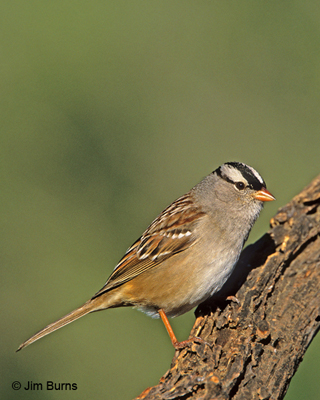 White-crowned Sparrow