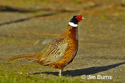 Ring-necked Pheasant