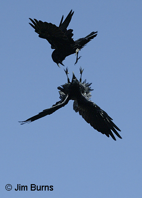 Common Ravens