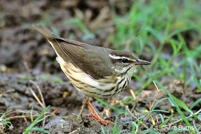 Louisiana Waterthrush