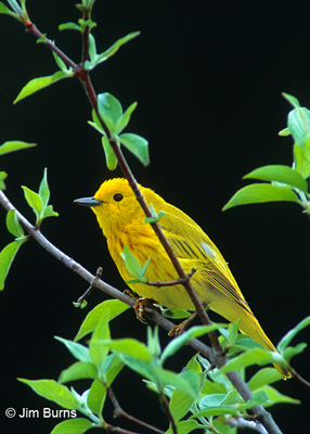 Yellow Warbler