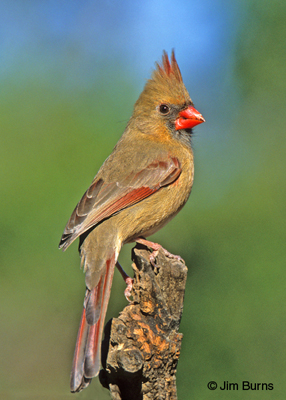 Northern Cardinal female