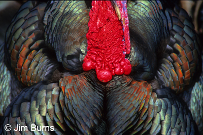 Wild Turkey colors
