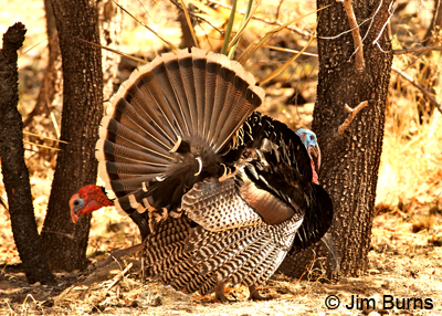 Wild Turkey dueling males
