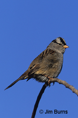 White-crowned Sparrow