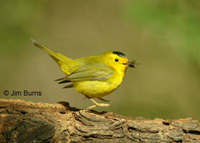 Wilson's Warbler