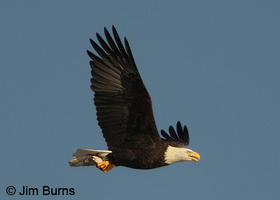 Bald Eagle with fish