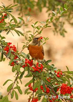 American Robin in Pyracantha