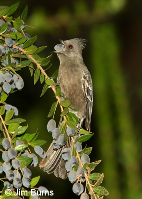 Phainopepla female with Myrtle berry