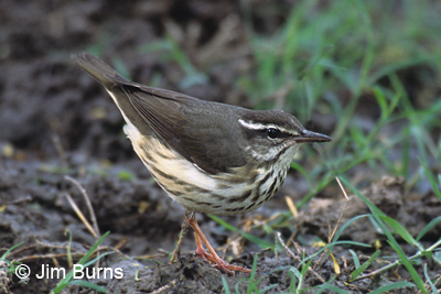 Louisiana Waterthrush