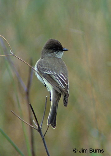 Eastern Phoebe