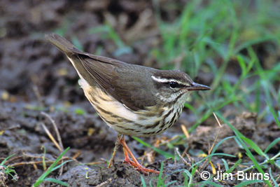 Louisiana Waterthrush