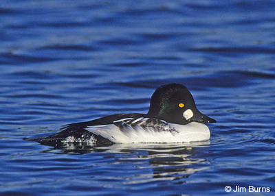Common Goldeneye, a circumpolar species found in North America and Siberia