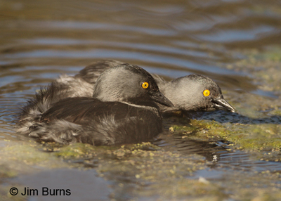 Least Grebe pair