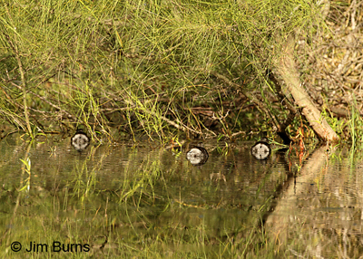 Abandoned chemical barrels?