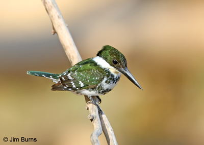 Green Kingfisher female