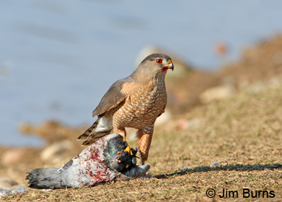 Accipiters, the number 1 cause of window strikes?