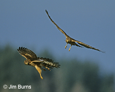 Northern Harriers in flight