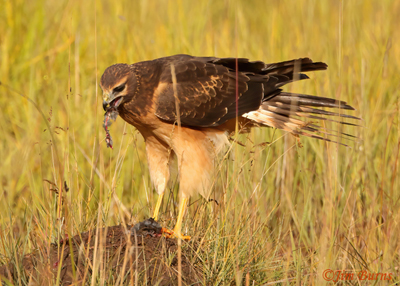 Sunrise Northern Harrier with Montane Vole