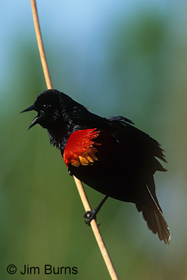 Red-winged Blackbird