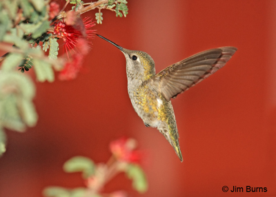 Anna's female at Fairy Duster