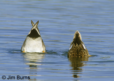 Gadwalls diving for natural nutrients