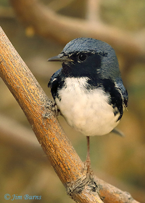 Black-throated Blue Warbler hatch year male