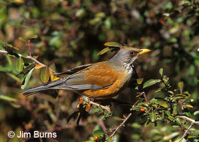 Rufous-backed Robin