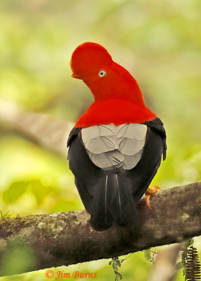 Andean Cock-of-the-Rock male on lek