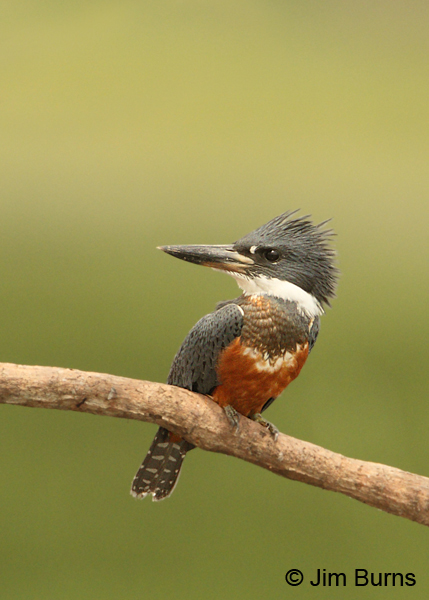 Ringed Kingfisher