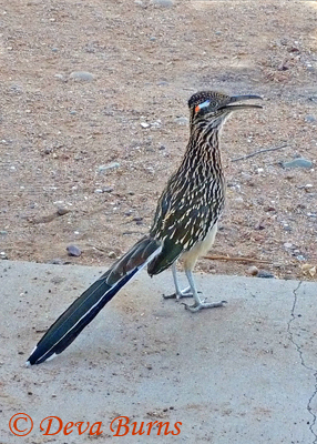 Greater Roadrunner female at picnic with cell phone