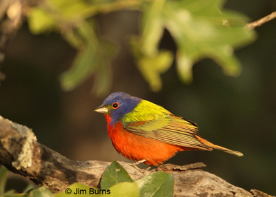 Painted Bunting